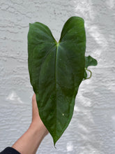 Load image into Gallery viewer, Anthurium Papillilaminum #8 x Soul Reaper division
