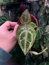 Load image into Gallery viewer, Variegated Anthurium Zara x Michelle x Red Crystallinum seedling
