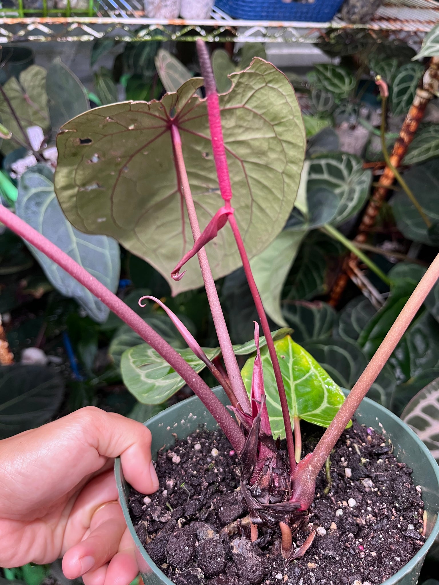 anthurium chrystalinum red stem Anthurium Red Crystallinum Tezula large – TanAsianWithPlants