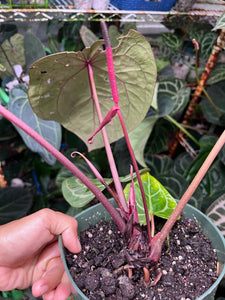 Anthurium Red Crystallinum Tezula large