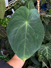 Load image into Gallery viewer, Anthurium Papillilaminum
