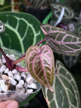 Load image into Gallery viewer, Anthurium Zara x Michelle x Red Crystallinum
