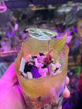 Load image into Gallery viewer, Anthurium Black Widow x Michelle division
