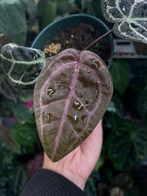 Load image into Gallery viewer, Anthurium Zara x Michelle x Red Crystallinum (Purple Emergent)
