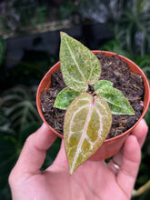 Load image into Gallery viewer, Variegated Anthurium Zara x Michelle x Red Crystallinum seedling
