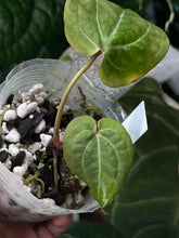 Load image into Gallery viewer, Anthurium Black Widow x Michelle division
