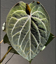 Load image into Gallery viewer, Anthurium Black Widow x Michelle division
