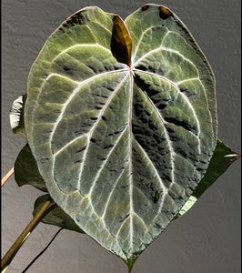 Anthurium Black Widow x Michelle division