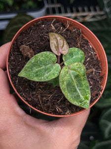 Anthurium Zara x Michelle x Red Crystallinum variegated seedling (Purple Emergent)