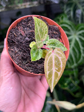 Load image into Gallery viewer, Variegated Anthurium Zara x Michelle x Red Crystallinum seedling
