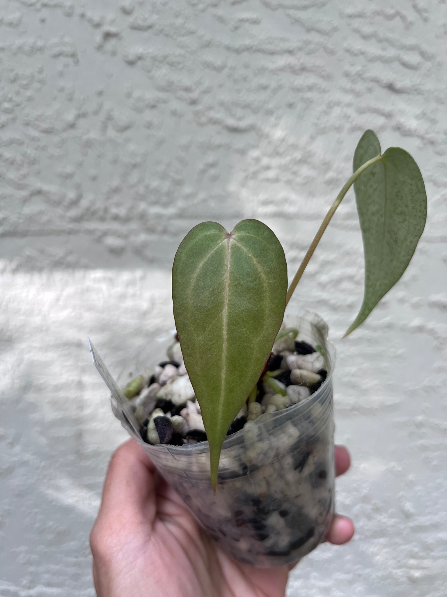 anthurium clarinervium x forgetii Anthurium Delta Force x Clarinervium division – TanAsianWithPlants