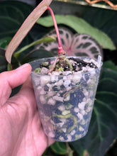 Load image into Gallery viewer, Anthurium Black Widow x Michelle division
