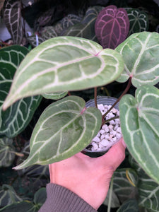 Anthurium Red Crystallinum