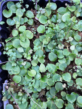Load image into Gallery viewer, Anthurium Papillilaminum x Magnificum x (Papillilaminum x Magnificum) x Stripey- four seedlings
