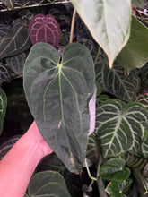 Load image into Gallery viewer, Anthurium Magnificum (Rugulose Form) x Antolakii division
