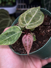 Load image into Gallery viewer, Anthurium Zara x Michelle x Red Crystallinum variegated seedling (Purple Emergent)
