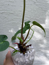 Load image into Gallery viewer, Anthurium Papillilaminum #8 x Soul Reaper division
