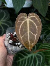 Load image into Gallery viewer, Anthurium Black Widow x Michelle division (2 available)
