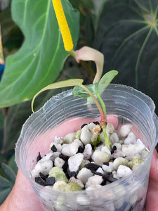 Anthurium (Papillilaminum x Magnificum) x (Stripey) division