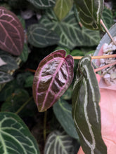 Load image into Gallery viewer, Anthurium Zara x Michelle x Red Crystallinum (Purple)
