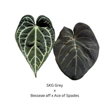 Load image into Gallery viewer, Anthurium SKG Grey x Besseae aff x Ace of Spades- 4 seedlings
