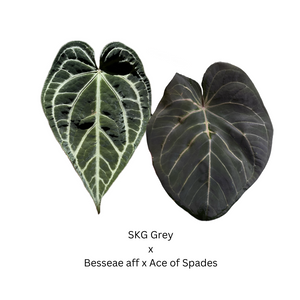 Anthurium SKG Grey x Besseae aff x Ace of Spades- 4 seedlings