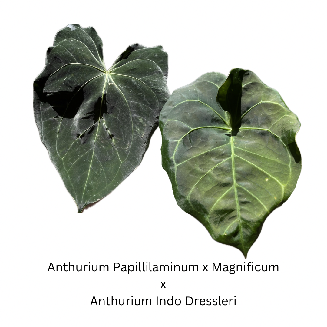 anthurium dressleri x papillilaminum Anthurium Papillilaminum x Magnificum x Anthurium Indo Dressleri seedl – TanAsianWithPlants