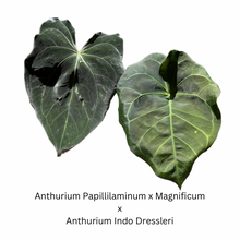 Load image into Gallery viewer, Anthurium Papillilaminum x Magnificum x Anthurium Indo Dressleri seedlings (4 seedlings for $30)
