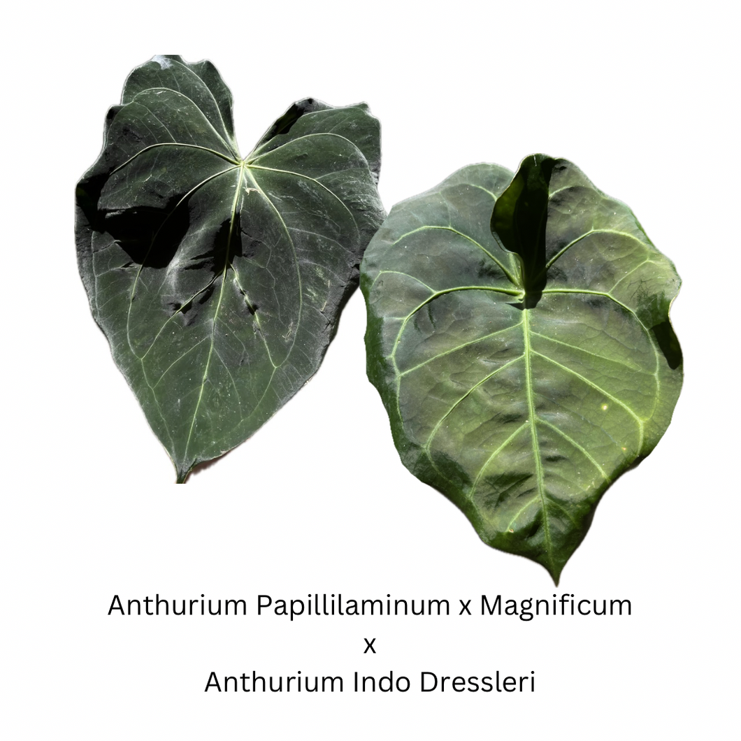 Anthurium Papillilaminum x Magnificum x Anthurium Indo Dressleri seedlings (4 seedlings for $30)