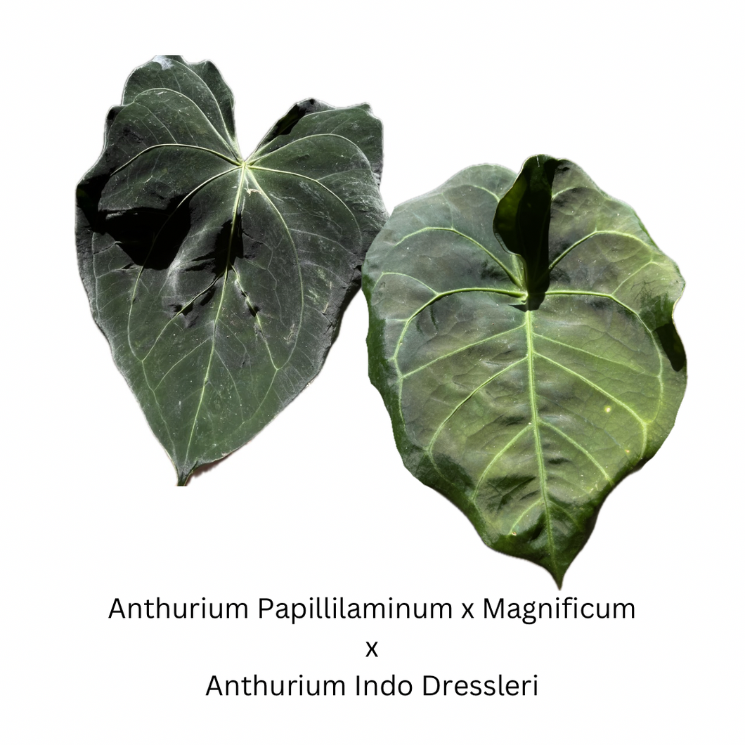 anthurium dressleri x magnificum Anthurium Papillilaminum x Magnificum x Anthurium Indo Dressleri seedlings (4 seedlings for $30)