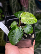 Load image into Gallery viewer, Anthurium Carlablackiae RA 1 x 16 seedling
