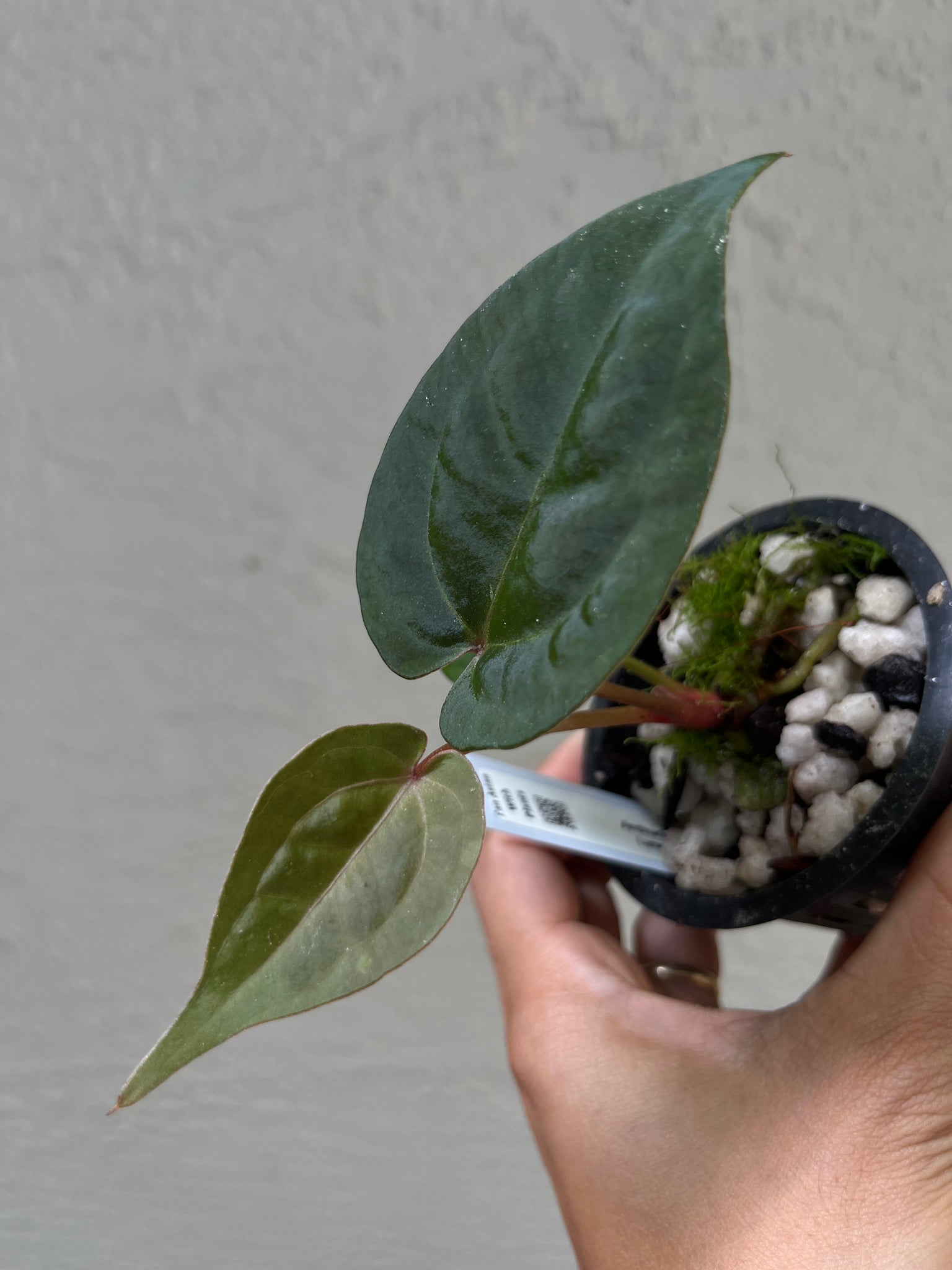 anthurium offset Anthurium Lynette offset – TanAsianWithPlants