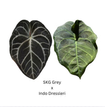 Load image into Gallery viewer, Anthurium SKG Grey x Indo Dressleri - 4 seedlings
