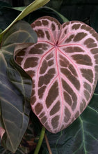 Load image into Gallery viewer, Anthurium Michelle x Zara division
