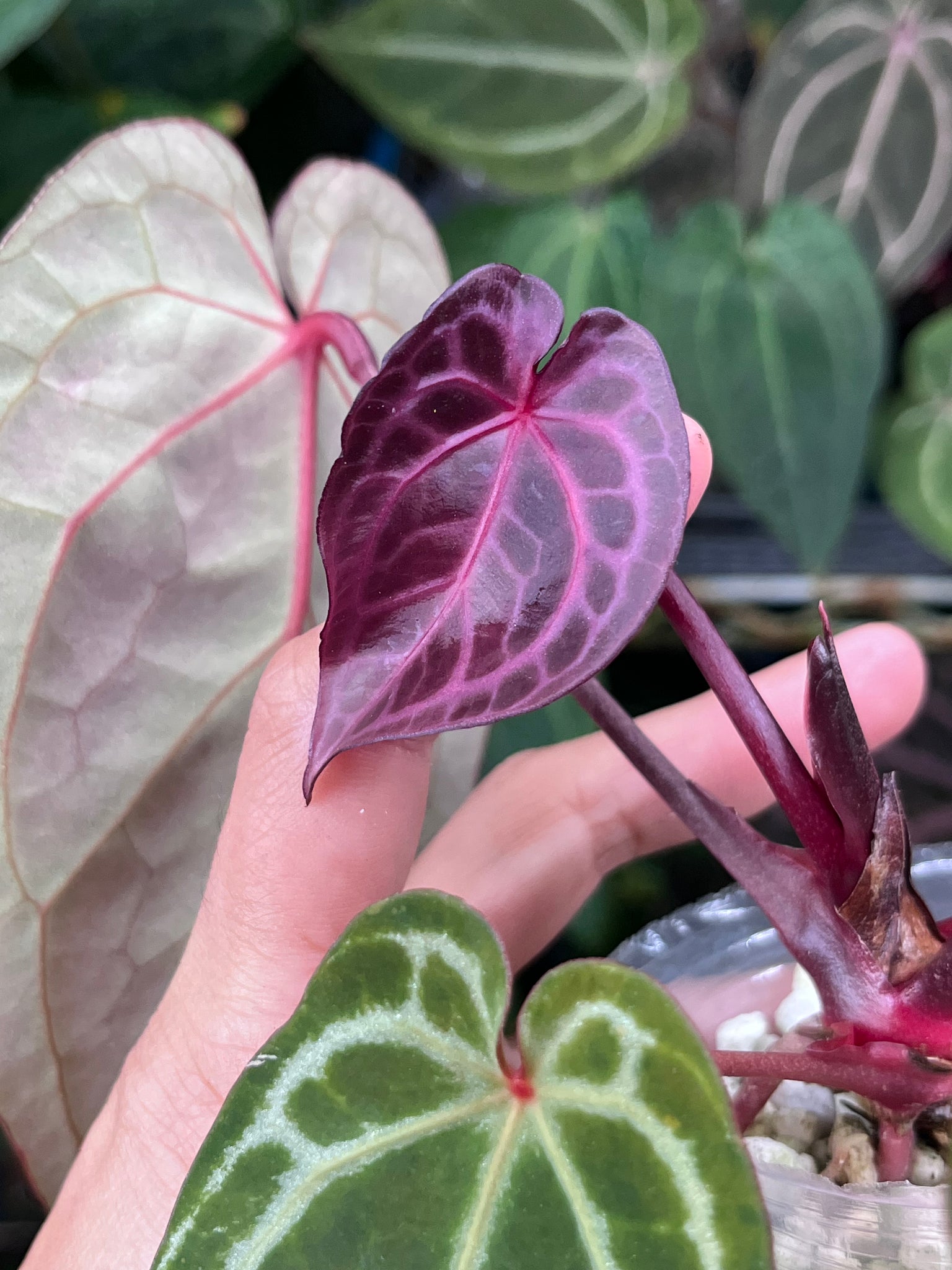 Anthurium Zara x Michelle x Red Crystallinum – TanAsianWithPlants Anthurium Zara x Michelle x Red Crystallinum – TanAsianWithPlants