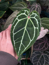 Load image into Gallery viewer, Anthurium Zara x Michelle x Red Crystallinum
