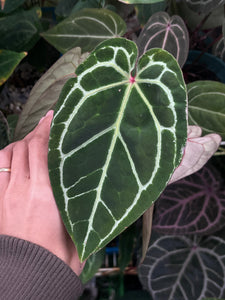 Anthurium Zara x Michelle x Red Crystallinum