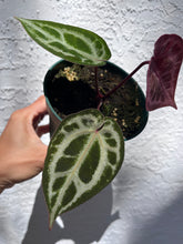 Load image into Gallery viewer, Anthurium Tim Anderson Memoriam (Zara x Michelle x Red Crystallinum) Red Emergent
