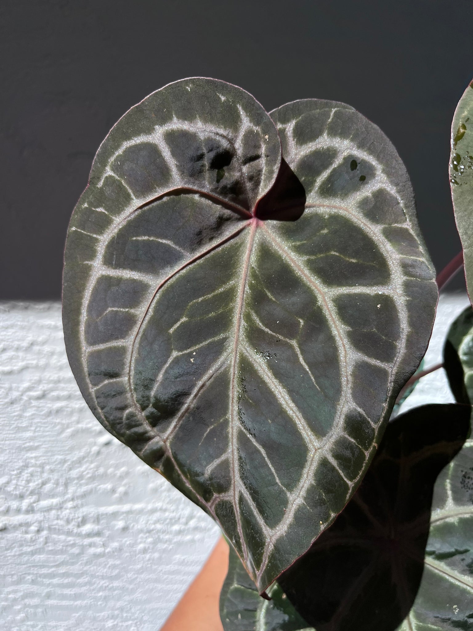 tim anderson anthurium Anthurium Tim Anderson Memoriam (Zara x Michelle x Red Crystallinum) P – TanAsianWithPlants