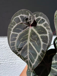 Anthurium Tim Anderson Memoriam (Zara x Michelle x Red Crystallinum) Purple emergent