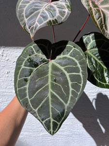 Anthurium Tim Anderson Memoriam (Zara x Michelle x Red Crystallinum) Purple emergent