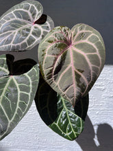 Load image into Gallery viewer, Anthurium Tim Anderson Memoriam (Zara x Michelle x Red Crystallinum) Purple emergent
