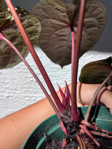 Anthurium Tim Anderson Memoriam (Zara x Michelle x Red Crystallinum) Purple emergent
