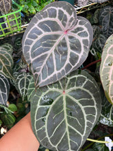 Load image into Gallery viewer, Anthurium Tim Anderson Memoriam (Zara x Michelle x Red Crystallinum) Purple emergent

