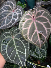 Load image into Gallery viewer, Anthurium Tim Anderson Memoriam (Zara x Michelle x Red Crystallinum) Purple emergent
