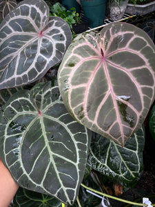 Anthurium Tim Anderson Memoriam (Zara x Michelle x Red Crystallinum) Purple emergent