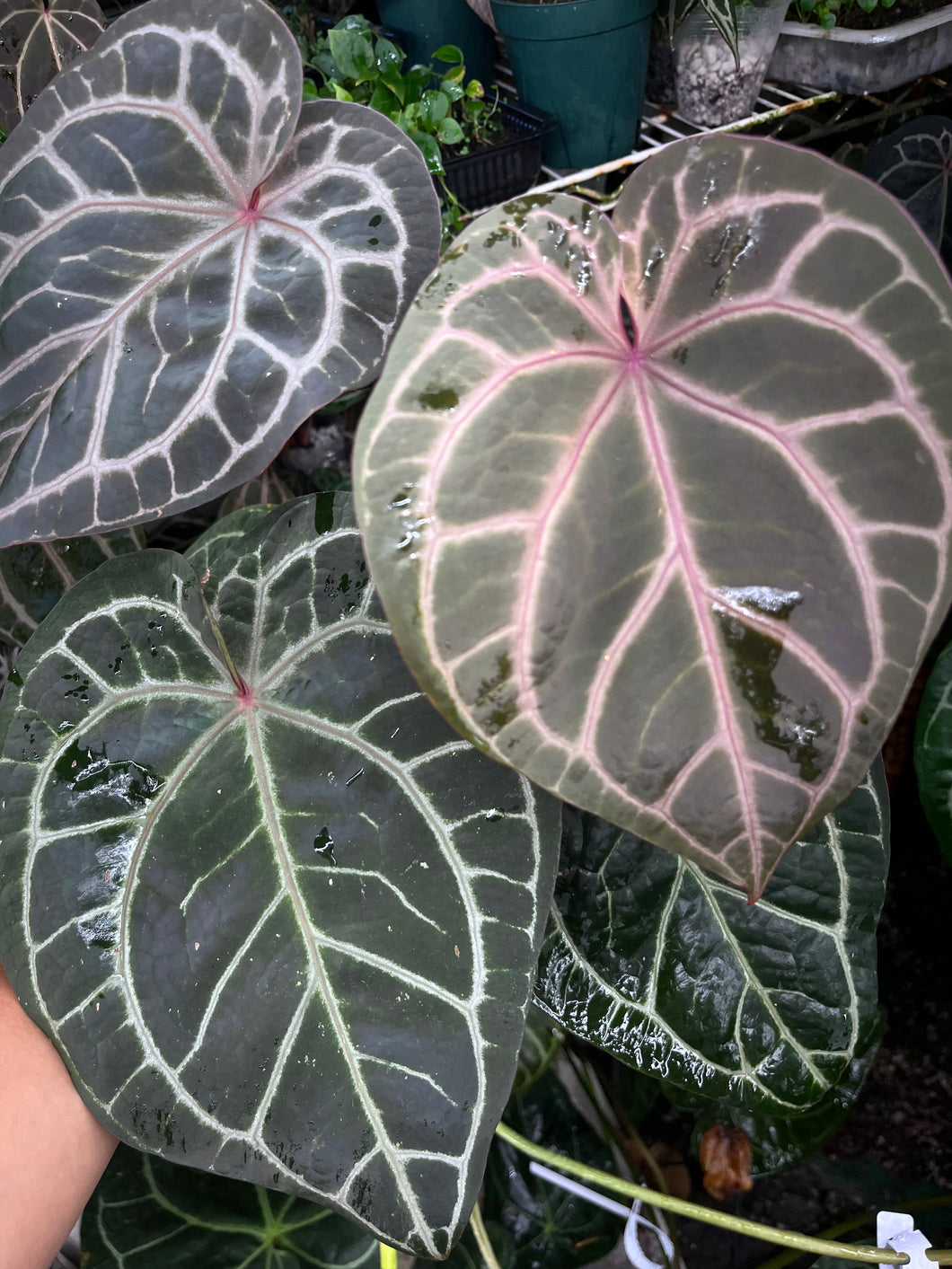 Anthurium Tim Anderson Memoriam (Zara x Michelle x Red Crystallinum) Purple emergent