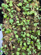 Load image into Gallery viewer, Anthurium Papillilaminum x Magnificum x (Papillilaminum x Magnificum) x Stripey- three sprouted seeds
