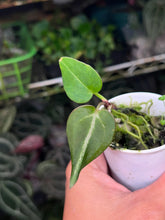 Load image into Gallery viewer, Anthurium Black Widow x Michelle division
