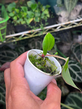 Load image into Gallery viewer, Anthurium Black Widow x Michelle division

